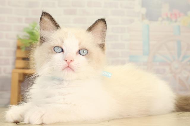 静岡県のラグドール (Coo&RIKU浜松店/2026年7月7日生まれ/男の子/シールポイントバイカラー)の子猫の3枚目の画像