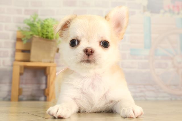 静岡県のチワワ(ロング) (Coo&RIKU沼津店/2026年7月7日生まれ/女の子/クリーム)の子犬の1枚目の画像