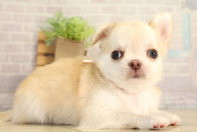静岡県のチワワ(ロング) (Coo&RIKU沼津店/2026年7月7日生まれ/女の子/クリーム)の子犬の2枚目の画像