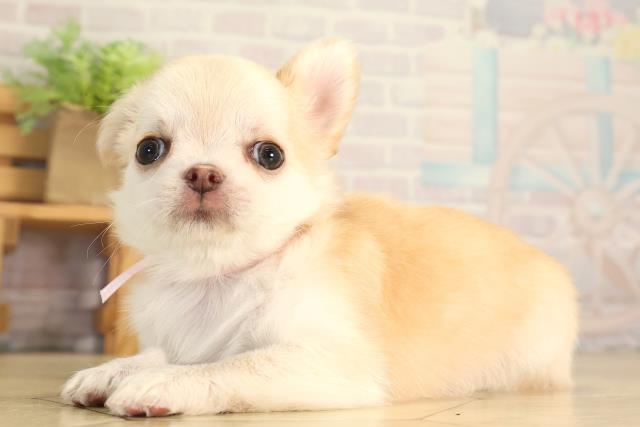 静岡県のチワワ(ロング) (Coo&RIKU沼津店/2026年7月7日生まれ/女の子/クリーム)の子犬の3枚目の画像