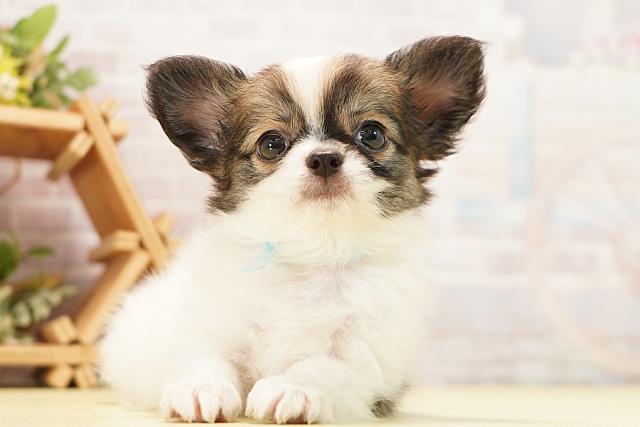 岐阜県のチワワ(ロング) (Coo&RIKU岐阜店/2026年7月7日生まれ/男の子/ホワイトレッド)の子犬の1枚目の画像