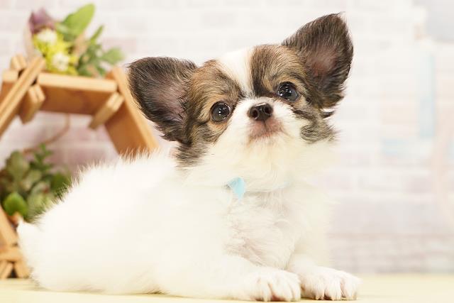 岐阜県のチワワ(ロング) (Coo&RIKU岐阜店/2026年7月7日生まれ/男の子/ホワイトレッド)の子犬の2枚目の画像