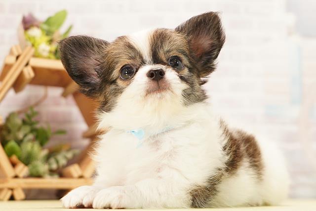 岐阜県のチワワ(ロング) (Coo&RIKU岐阜店/2026年7月7日生まれ/男の子/ホワイトレッド)の子犬の3枚目の画像