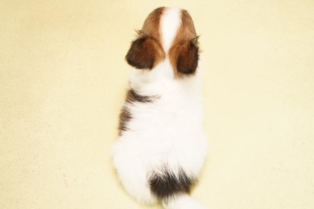 岐阜県のチワワ(ロング) (Coo&RIKU岐阜店/2026年7月7日生まれ/男の子/ホワイトレッド)の子犬の4枚目の画像