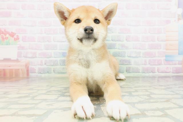 柴犬