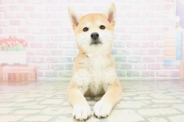 柴犬