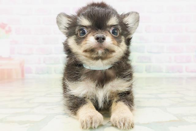 神奈川県のチワワ(ロング) (Coo&RIKU江の島店/2026年7月6日生まれ/男の子/ブラックタンホワイト)の子犬の1枚目の画像