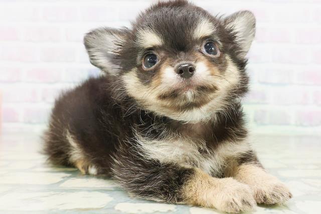 神奈川県のチワワ(ロング) (Coo&RIKU江の島店/2026年7月6日生まれ/男の子/ブラックタンホワイト)の子犬の3枚目の画像