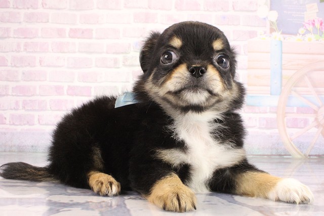 兵庫県のチワワ(ロング) (Coo&RIKU丹波店/2026年7月8日生まれ/男の子/ブラックタンホワイト)の子犬の2枚目の画像