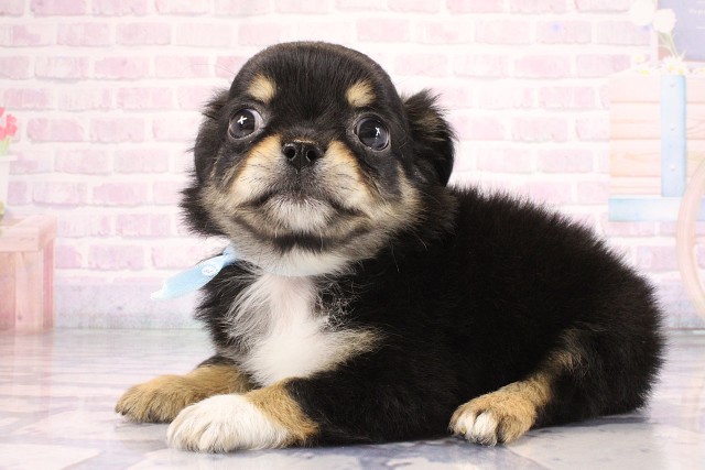 兵庫県のチワワ(ロング) (Coo&RIKU丹波店/2026年7月8日生まれ/男の子/ブラックタンホワイト)の子犬の3枚目の画像