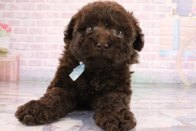 大阪府のトイプードル(トイ) (Coo&RIKU枚方店/2026年7月8日生まれ/男の子/ブラウン)の子犬の1枚目の画像