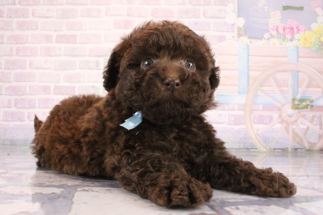 大阪府のトイプードル(トイ) (Coo&RIKU枚方店/2026年7月8日生まれ/男の子/ブラウン)の子犬の2枚目の画像