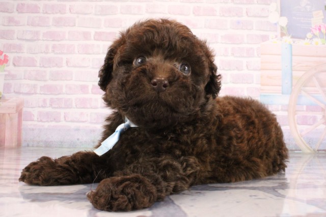 大阪府のトイプードル(トイ) (Coo&RIKU枚方店/2026年7月8日生まれ/男の子/ブラウン)の子犬の3枚目の画像