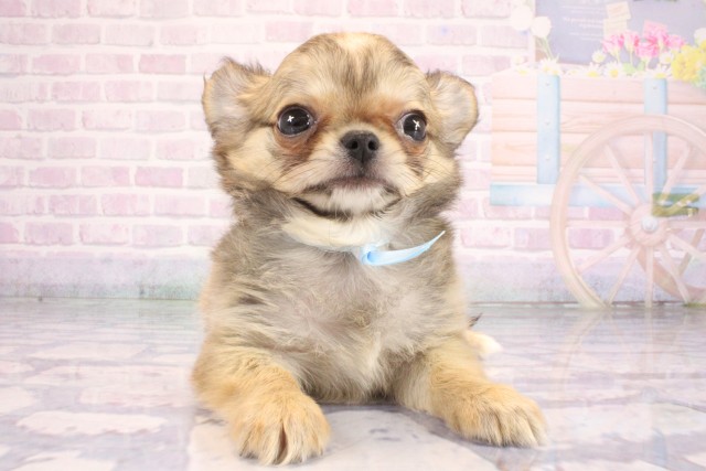 兵庫県のチワワ(ロング) (Coo&RIKU明石店/2026年7月7日生まれ/男の子/フォーン)の子犬の1枚目の画像