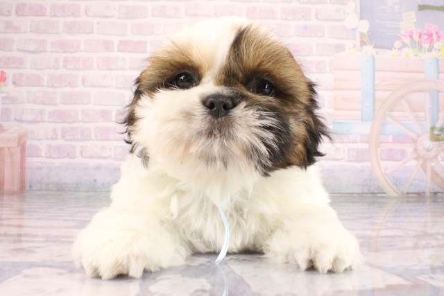 大阪府のシーズー (Coo&RIKU天王寺店/2026年7月9日生まれ/男の子/ホワイトゴールド)の子犬の1枚目の画像