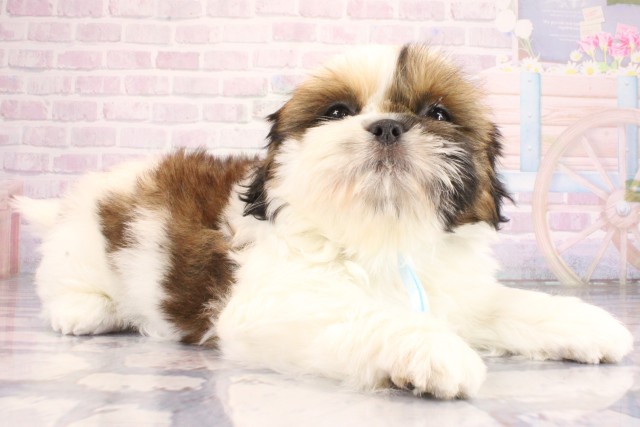 大阪府のシーズー (Coo&RIKU天王寺店/2026年7月9日生まれ/男の子/ホワイトゴールド)の子犬の2枚目の画像