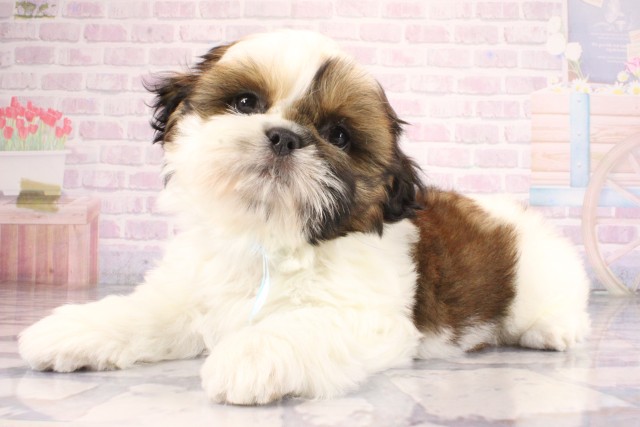 大阪府のシーズー (Coo&RIKU天王寺店/2026年7月9日生まれ/男の子/ホワイトゴールド)の子犬の3枚目の画像