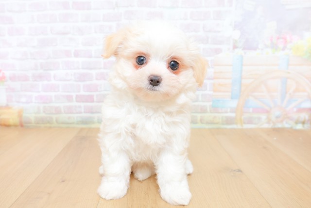 宮城県のハーフ犬・ミックス犬 (Coo&RIKU仙台太白店/2026年7月9日生まれ/男の子/クリームホワイト)の子犬の1枚目の画像