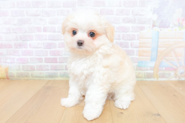 宮城県のハーフ犬・ミックス犬 (Coo&RIKU仙台太白店/2026年7月9日生まれ/男の子/クリームホワイト)の子犬の2枚目の画像