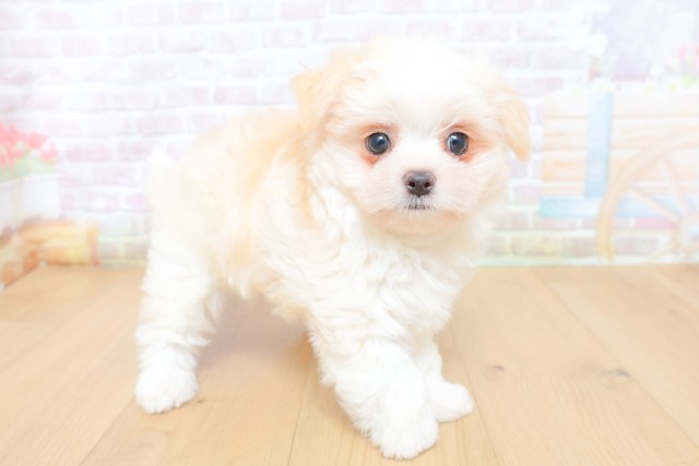 宮城県のハーフ犬・ミックス犬 (Coo&RIKU仙台太白店/2026年7月9日生まれ/男の子/クリームホワイト)の子犬の3枚目の画像