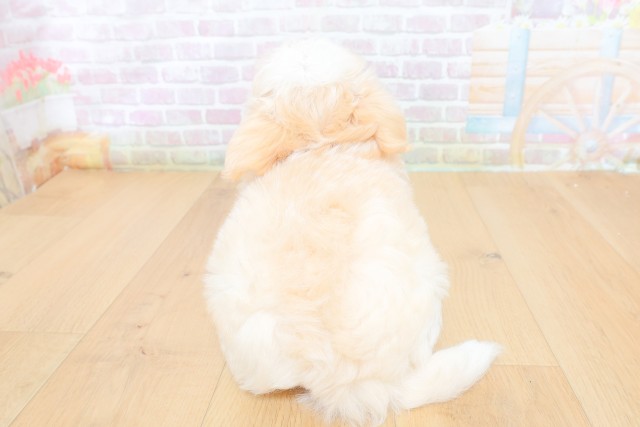 宮城県のハーフ犬・ミックス犬 (Coo&RIKU仙台太白店/2026年7月9日生まれ/男の子/クリームホワイト)の子犬の4枚目の画像