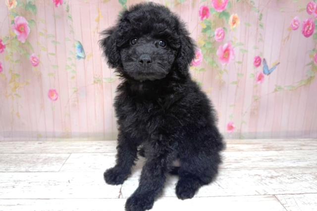 愛知県のトイプードル(トイ) (Coo&RIKU名古屋中川店/2026年7月8日生まれ/男の子/ブラック)の子犬の2枚目の画像
