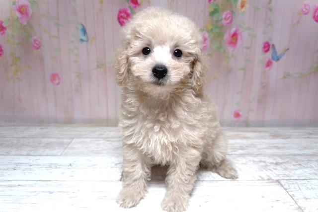 北海道のトイプードル(トイ) (Coo&RIKU帯広店/2026年7月8日生まれ/男の子/クリーム)の子犬の1枚目の画像