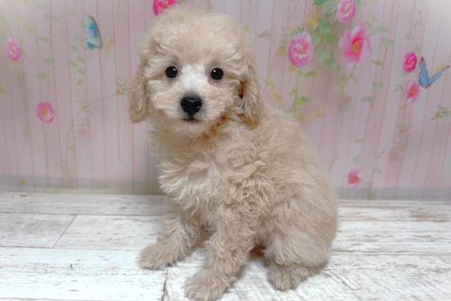 北海道のトイプードル(トイ) (Coo&RIKU帯広店/2026年7月8日生まれ/男の子/クリーム)の子犬の2枚目の画像
