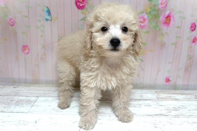 北海道のトイプードル(トイ) (Coo&RIKU帯広店/2026年7月8日生まれ/男の子/クリーム)の子犬の3枚目の画像