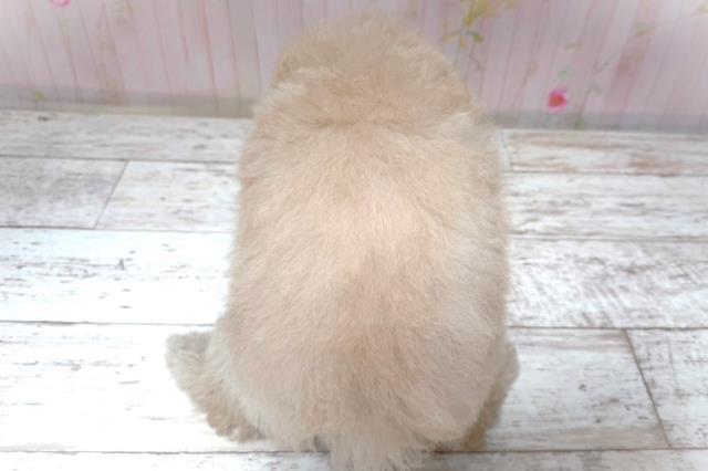 北海道のトイプードル(トイ) (Coo&RIKU帯広店/2026年7月8日生まれ/男の子/クリーム)の子犬の4枚目の画像