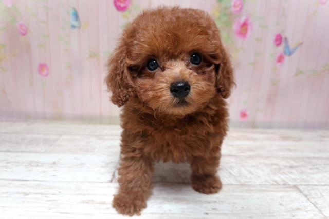 北海道のトイプードル(トイ) (Coo&RIKU岩見沢店/2026年7月9日生まれ/男の子/レッド)の子犬の1枚目の画像