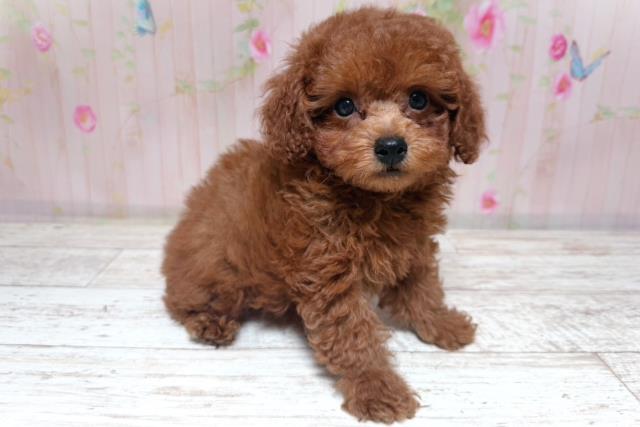 北海道のトイプードル(トイ) (Coo&RIKU岩見沢店/2026年7月9日生まれ/男の子/レッド)の子犬の2枚目の画像