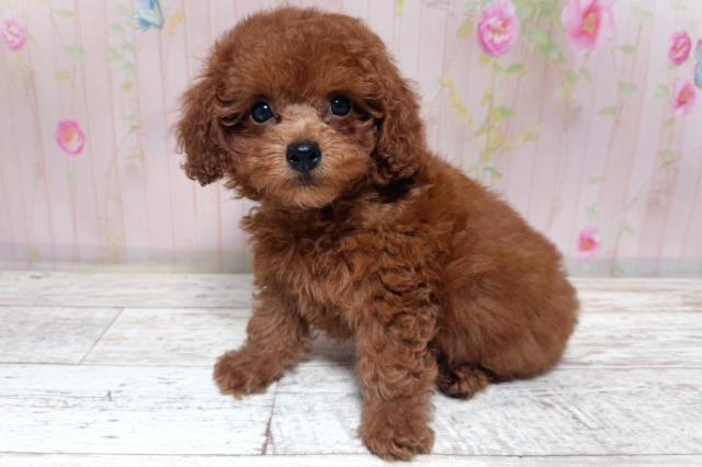 北海道のトイプードル(トイ) (Coo&RIKU岩見沢店/2026年7月9日生まれ/男の子/レッド)の子犬の3枚目の画像