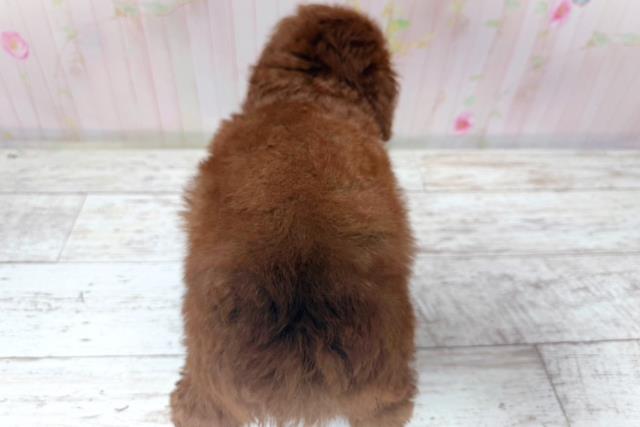 北海道のトイプードル(トイ) (Coo&RIKU岩見沢店/2026年7月9日生まれ/男の子/レッド)の子犬の4枚目の画像
