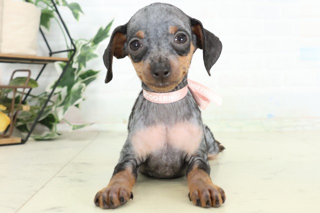 ミニチュア・ピンシャー
