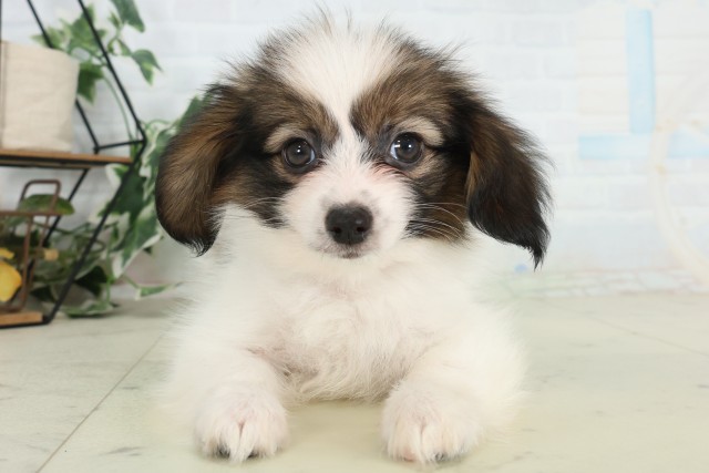 島根県のパピヨン (Coo&RIKU出雲店/2026年7月9日生まれ/男の子/ホワイトブラウン)の子犬の1枚目の画像