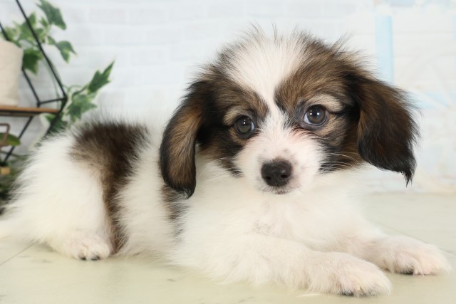 島根県のパピヨン (Coo&RIKU出雲店/2026年7月9日生まれ/男の子/ホワイトブラウン)の子犬の2枚目の画像