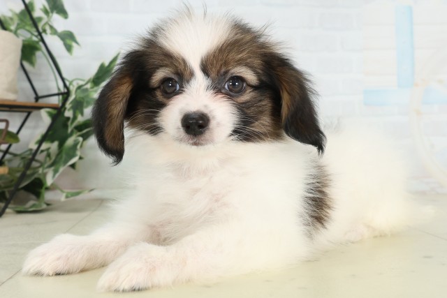 島根県のパピヨン (Coo&RIKU出雲店/2026年7月9日生まれ/男の子/ホワイトブラウン)の子犬の3枚目の画像
