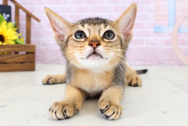 ソマリ