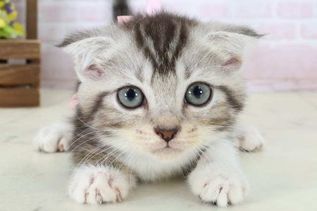 スコティッシュフォールド