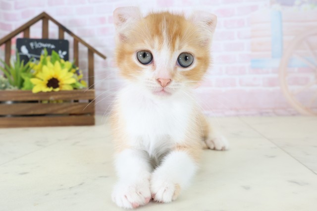 キンカロー