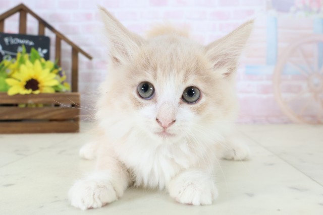 ノルウェージャン・フォレストキャット