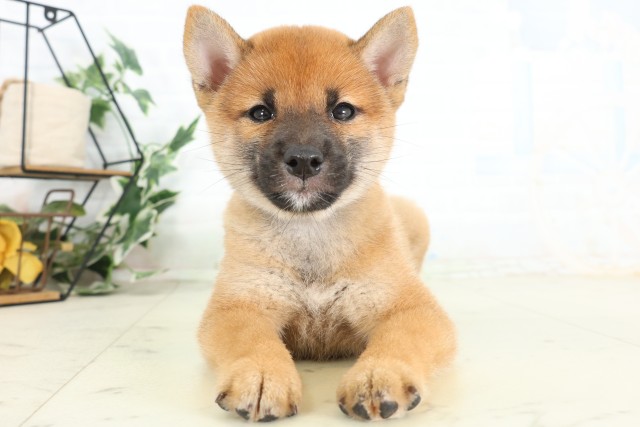 柴犬