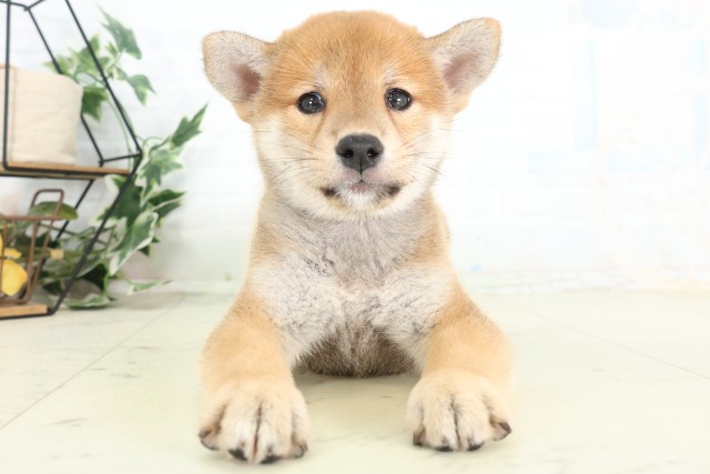 柴犬