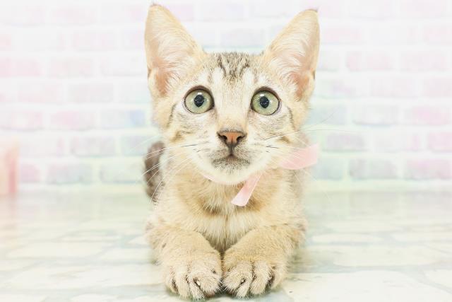 新潟県のエジプシャンマウ (Coo&RIKU新潟東店/2026年6月18日生まれ/女の子/ブロンズ)の子猫の1枚目の画像