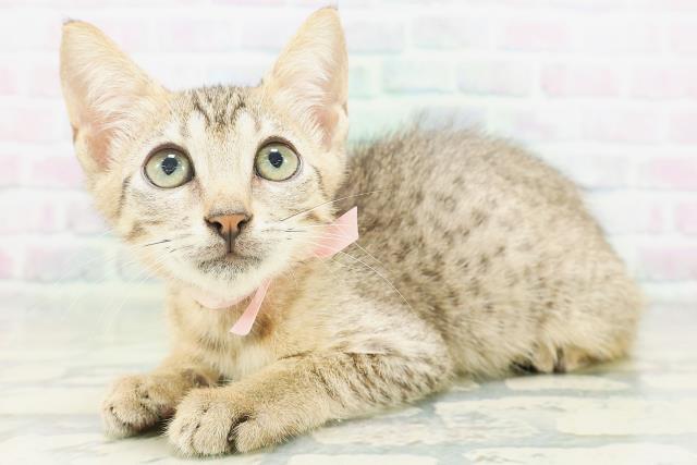 新潟県のエジプシャンマウ (Coo&RIKU新潟東店/2026年6月18日生まれ/女の子/ブロンズ)の子猫の2枚目の画像