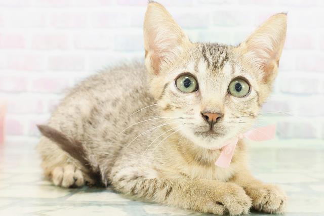 新潟県のエジプシャンマウ (Coo&RIKU新潟東店/2026年6月18日生まれ/女の子/ブロンズ)の子猫の3枚目の画像
