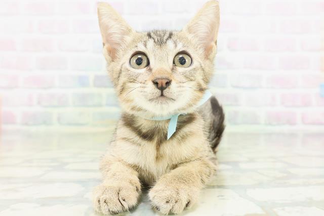 東京都のエジプシャンマウ (Coo&RIKU高円寺店/2026年6月18日生まれ/男の子/ブロンズ)の子猫の1枚目の画像