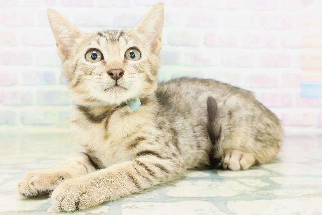 東京都のエジプシャンマウ (Coo&RIKU高円寺店/2026年6月18日生まれ/男の子/ブロンズ)の子猫の2枚目の画像