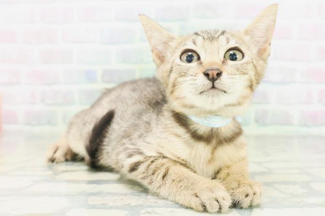 東京都のエジプシャンマウ (Coo&RIKU高円寺店/2026年6月18日生まれ/男の子/ブロンズ)の子猫の3枚目の画像